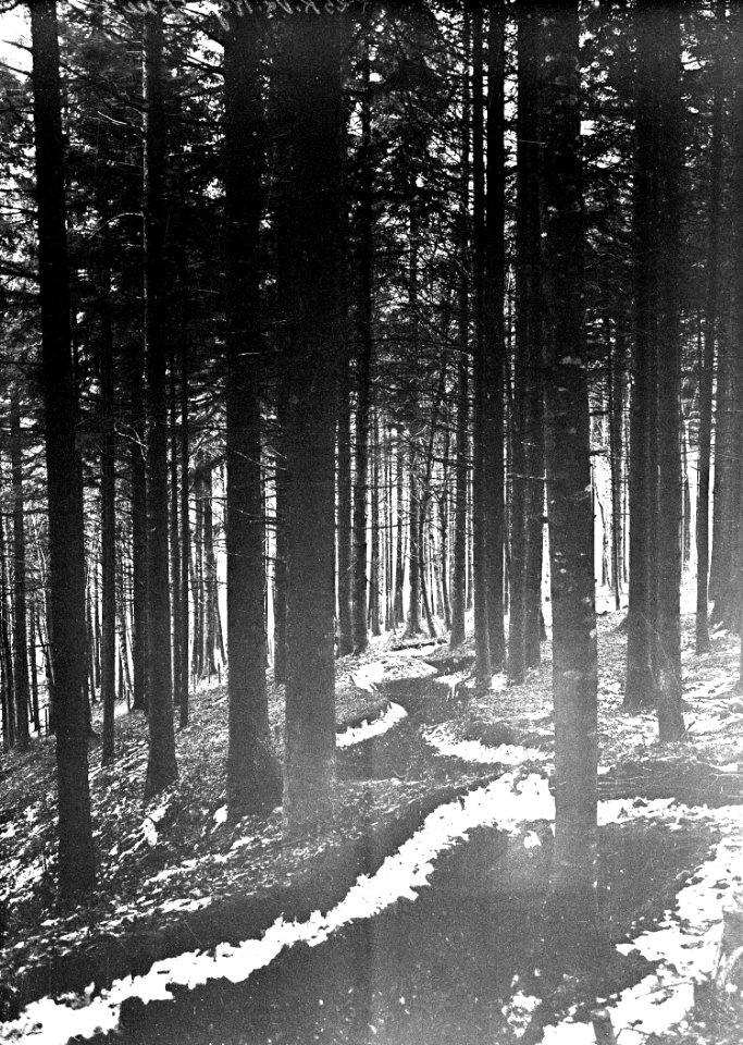 Schützengrabenim Wald - CH-BAR - 3240433