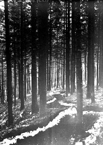 Schützengrabenim Wald - CH-BAR - 3240433