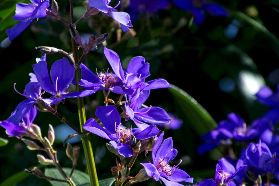 Garden flower flowers