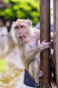 Temple baby monkey animal photo