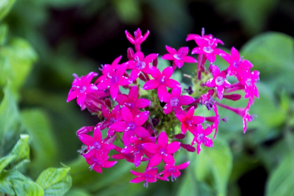 Flower flowers plant