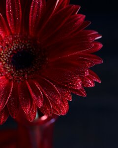 Color nature garden