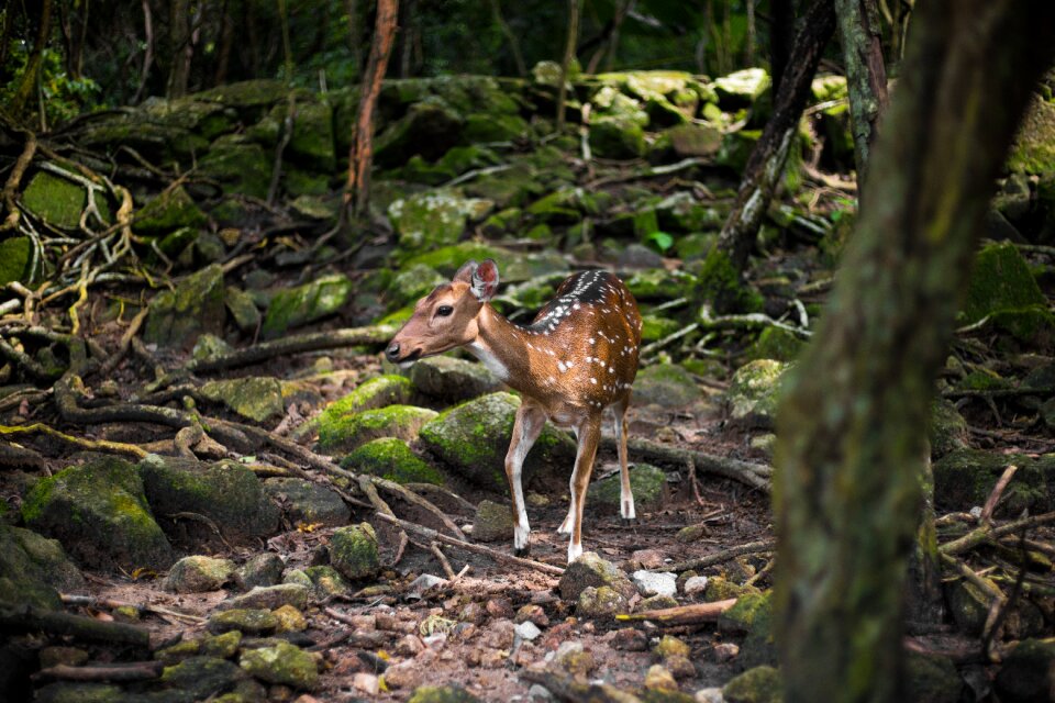 Nature wood animal world