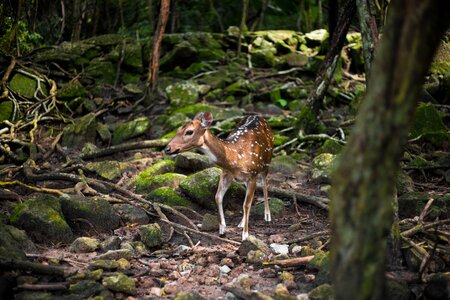 Nature wood animal world