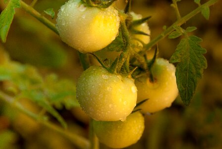 Dew vegetable garden garden