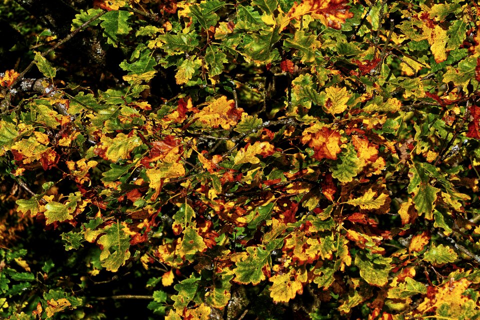 Oak leaves treetop canopy