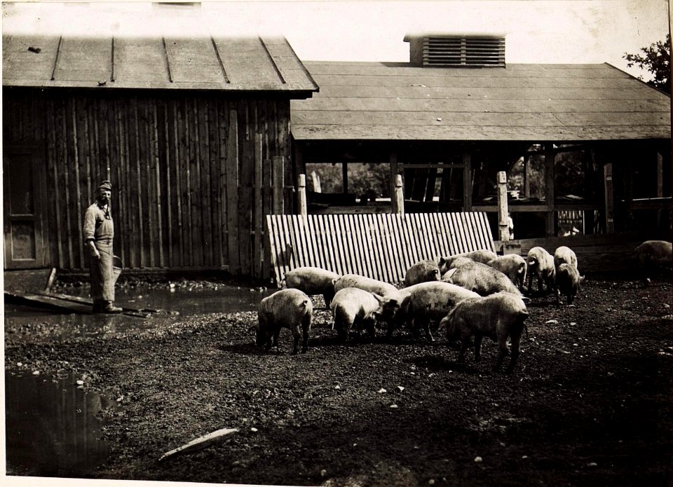 Schweinestall im Bau (BildID 15495597)