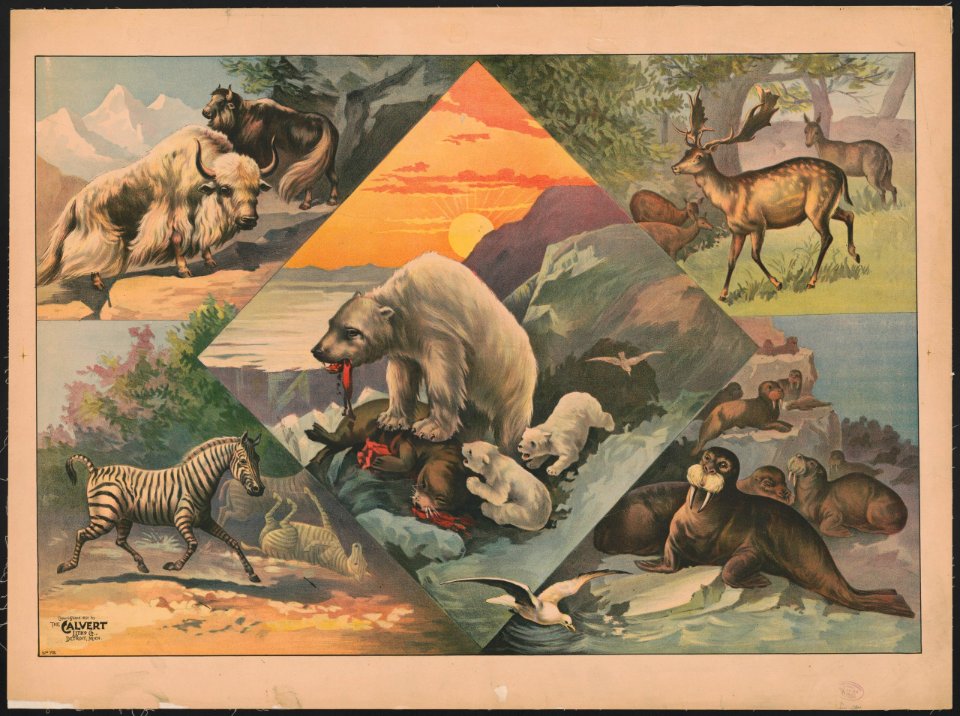 Scenes with walruses, polar bears, deer, zebras and bison LCCN2018647609