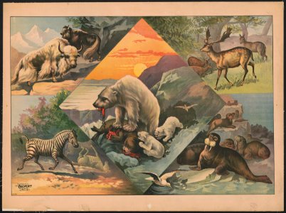 Scenes with walruses, polar bears, deer, zebras and bison LCCN2018647609