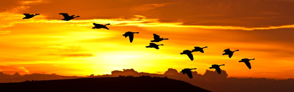 Silhouette flock flying photo