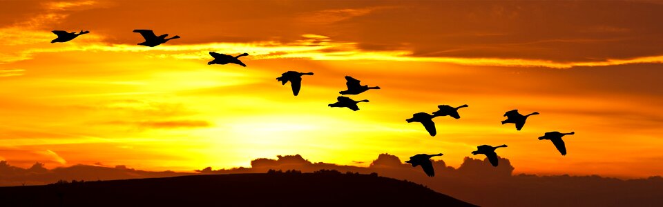 Silhouette flock flying photo