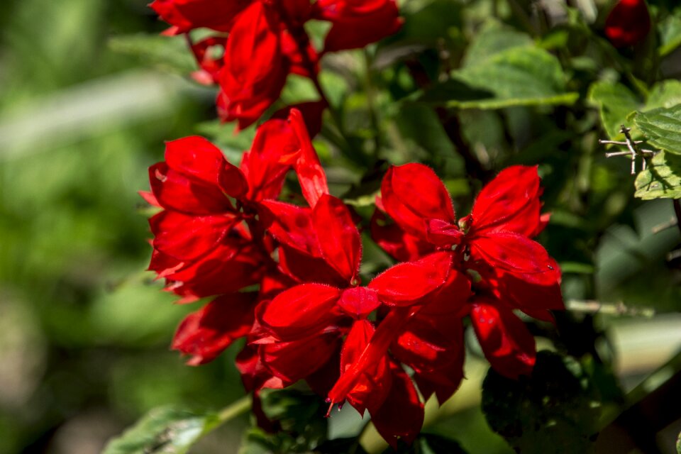 Flower flowers plant