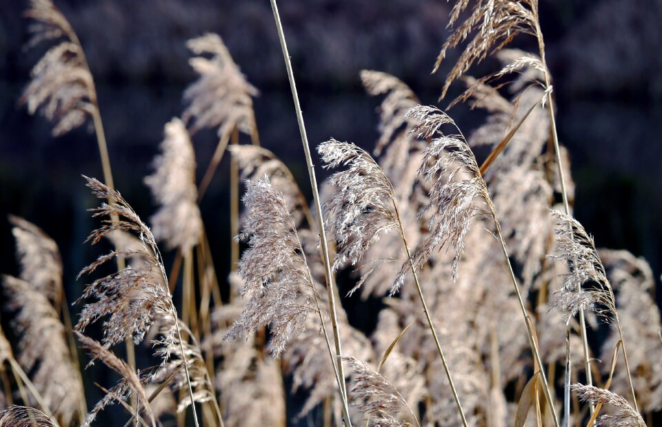 Watercourse edge vegetation reed