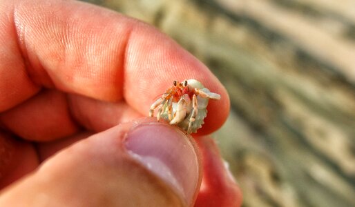 Crustacean hermit crab sea shell photo