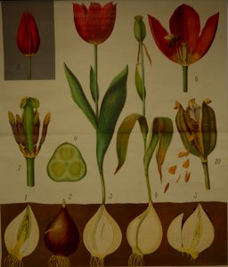 Schmeils botanische Wandtafeln