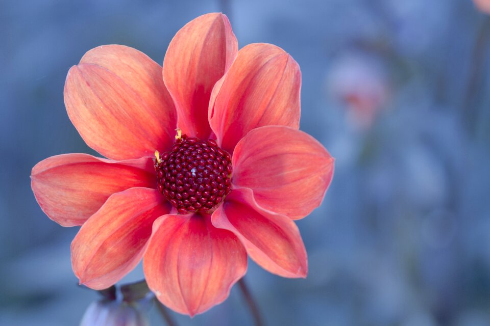 Flower dahlia garden dahlia flower