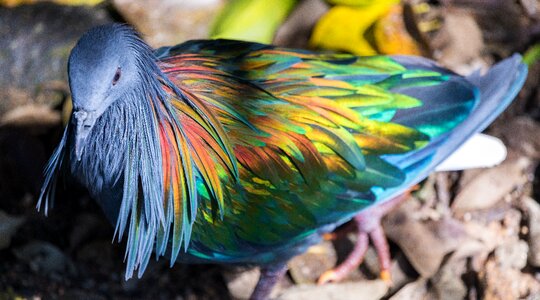 Nature color bright colours