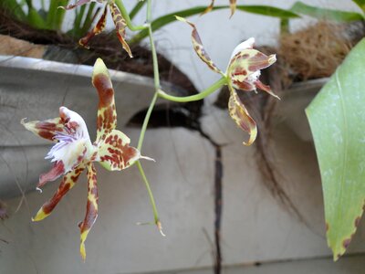 Bloom nature plant