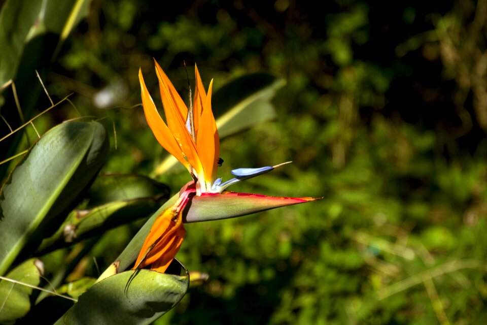 Flower flowers plant