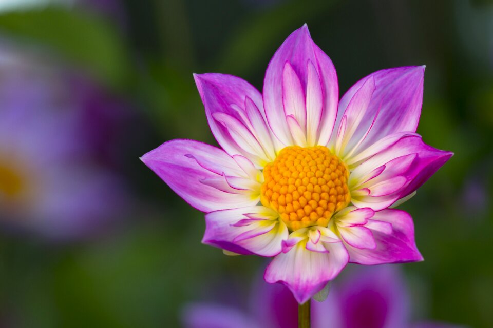 Flower dahlia garden dahlia flower