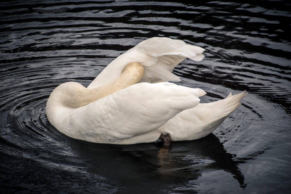 Bird animal water