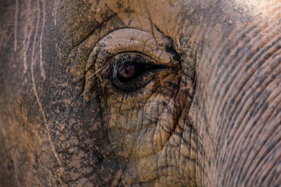 Asian elephant nature animal