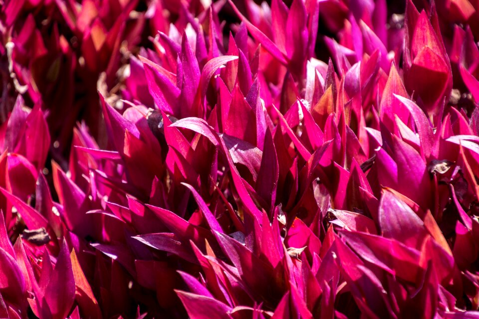 Flower flowers plant