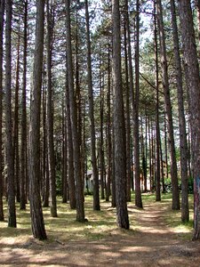 Nature forest tree photo