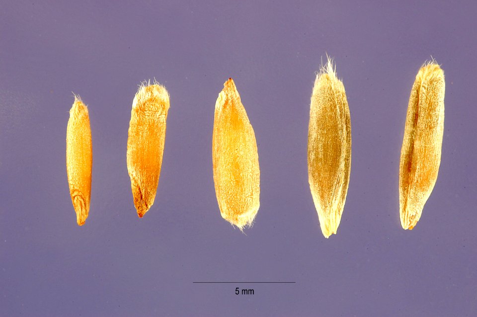 Secale cereale - cereal rye - Steve Hurst USDA-NRCS PLANTS Database