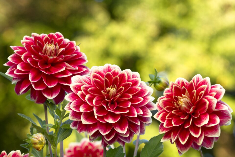 Flower dahlia garden dahlia flower