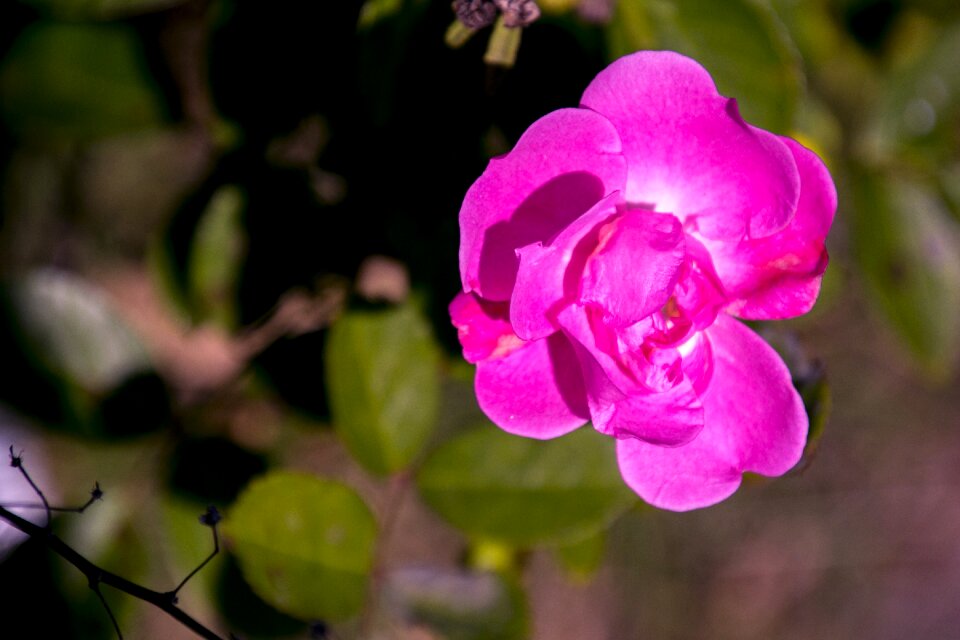 Flower flowers plant