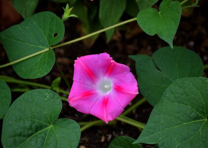 Blossom pink flowers summer