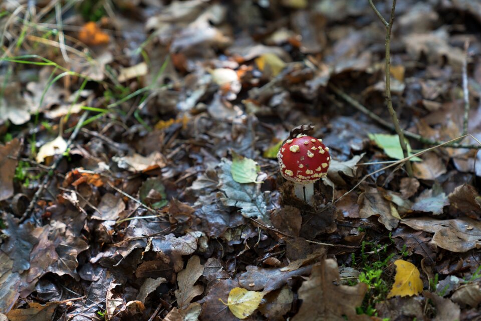 Fall autumn outdoor