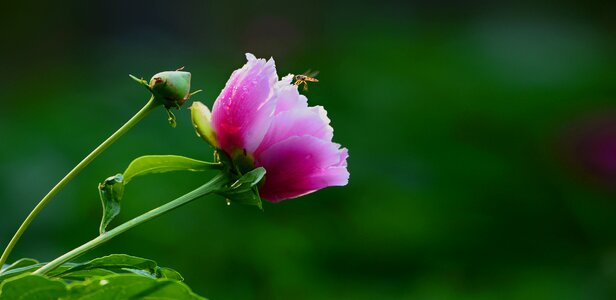Spring bee nature