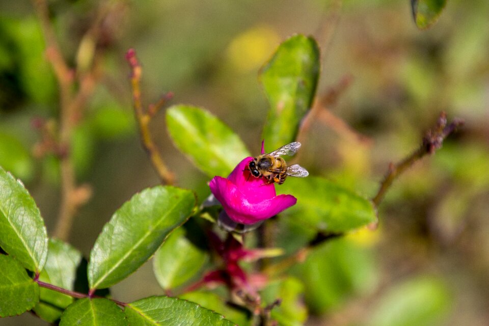 Flower flowers plant