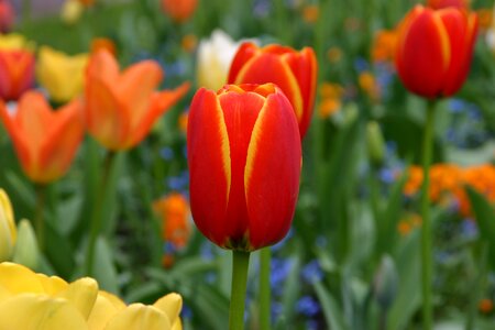 Garden plant easter