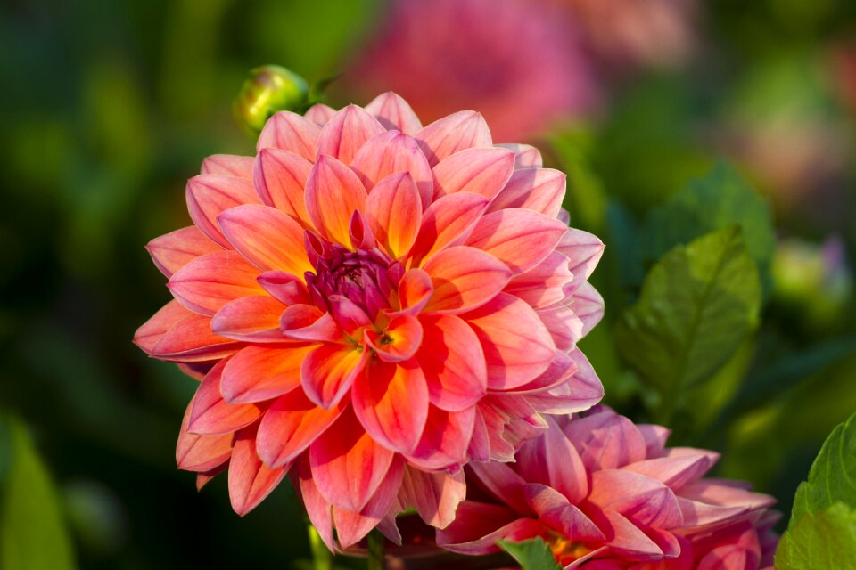 Flower dahlia garden dahlia flower