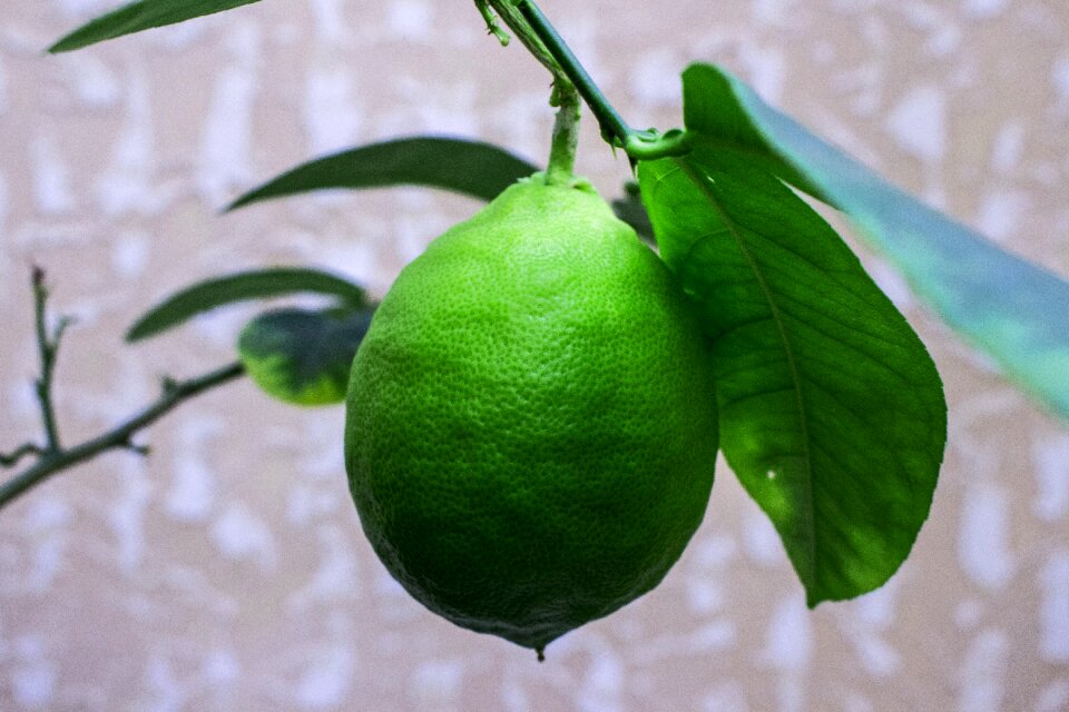 Nature plant lemon
