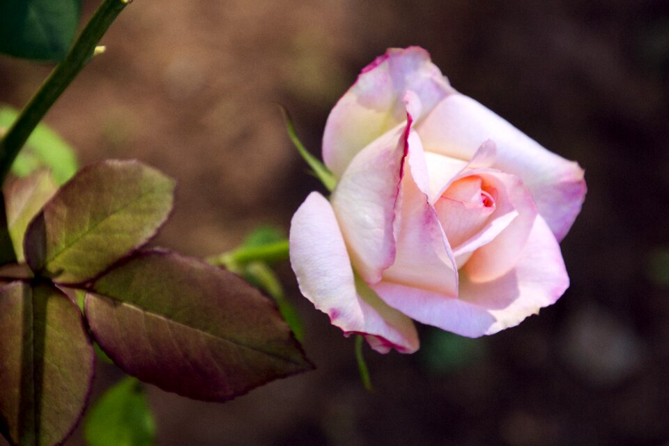 Flower flowers plant