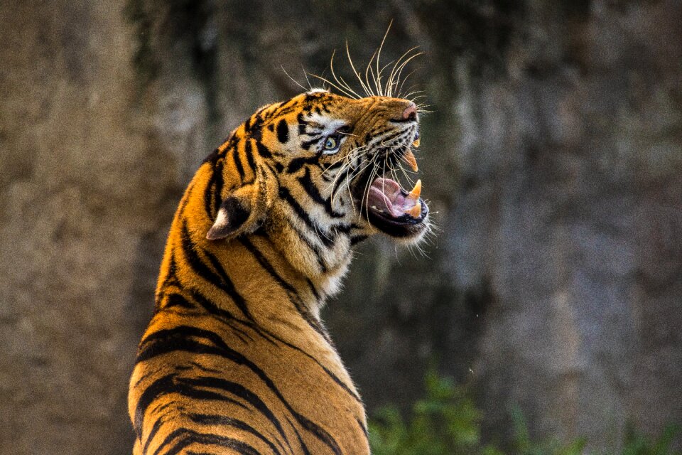 Animal predator roar