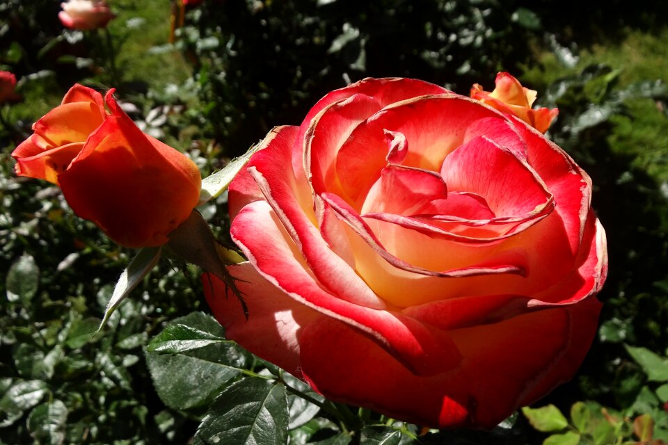 Garden red rose red roses