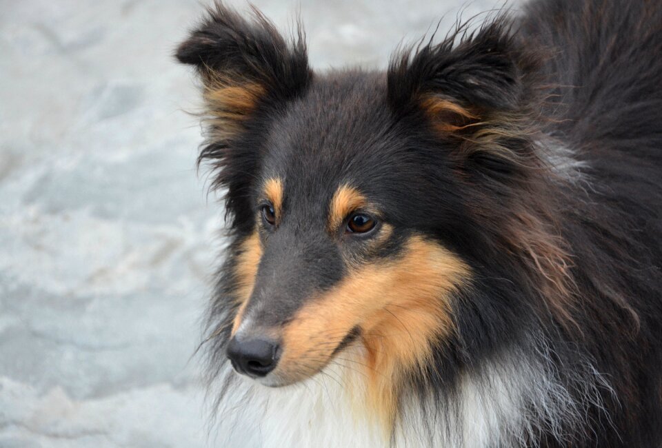 Portrait cute muzzle end