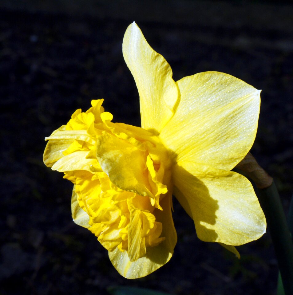 Bloom flower plant