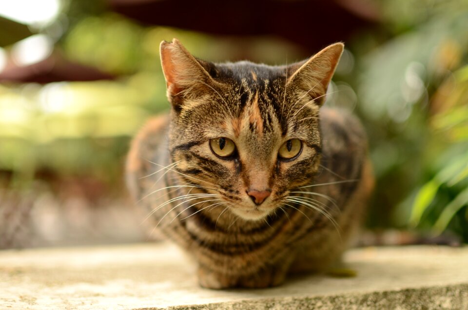 Green eyes animals feline