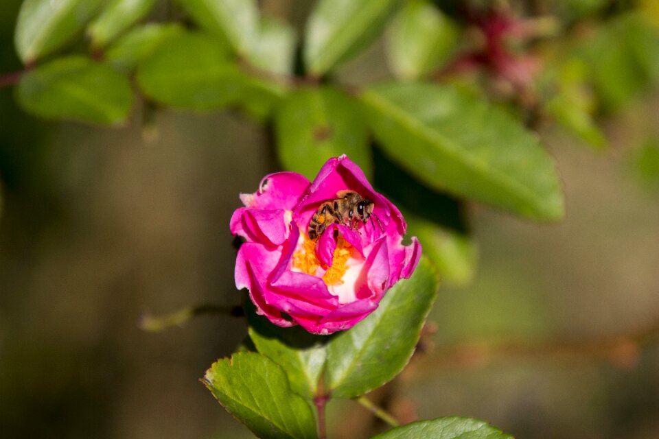 Flower flowers plant