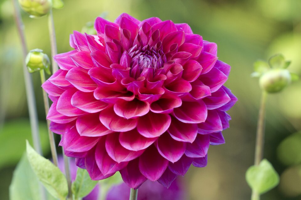 Flower dahlia garden dahlia flower
