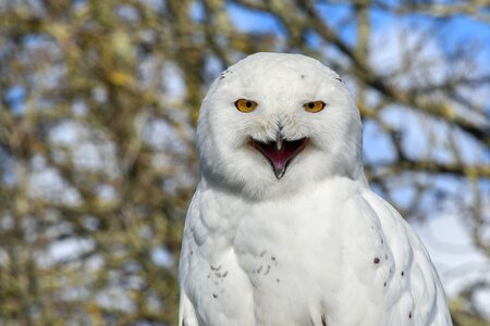 Bird animal white