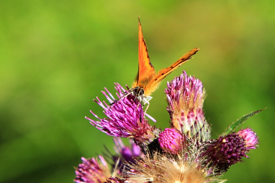 Plant outdoor butterfly