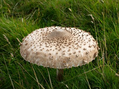 Fungi cap macrolepiota procera