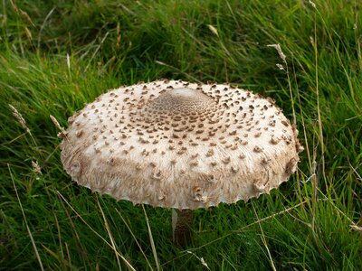 Fungi cap macrolepiota procera photo